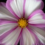 被男朋友强吻解内衣 1vr9ooux