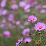 青青青爽在线视频免费观看 6tecl