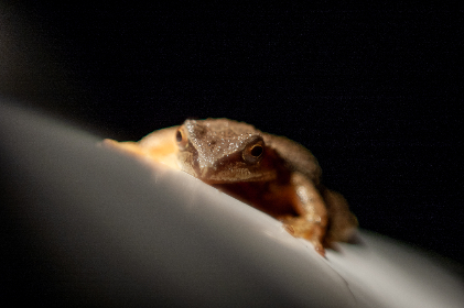 最新国自产拍短视频 最新国自产拍短视频