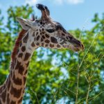 青青在线精品2019国产 jr0hdp3aod