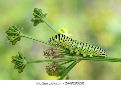 八戒八戒神马影院免费 八戒八戒神马影院免费