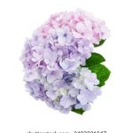 七七影院大全在线观看:畅享最新热门电影与电视剧的最佳平台 o2jpo6643