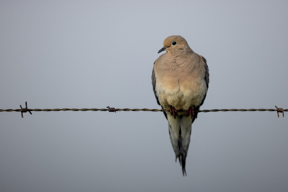 使用滚珠肛塞锻炼肛门的效果与注意事项 使用滚珠肛塞锻炼肛门的效果与注意事项
